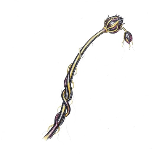Decay of Entelechy